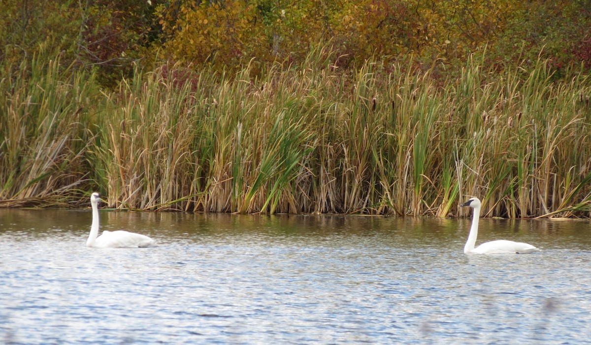 Trumpeter Swan - ML69840921