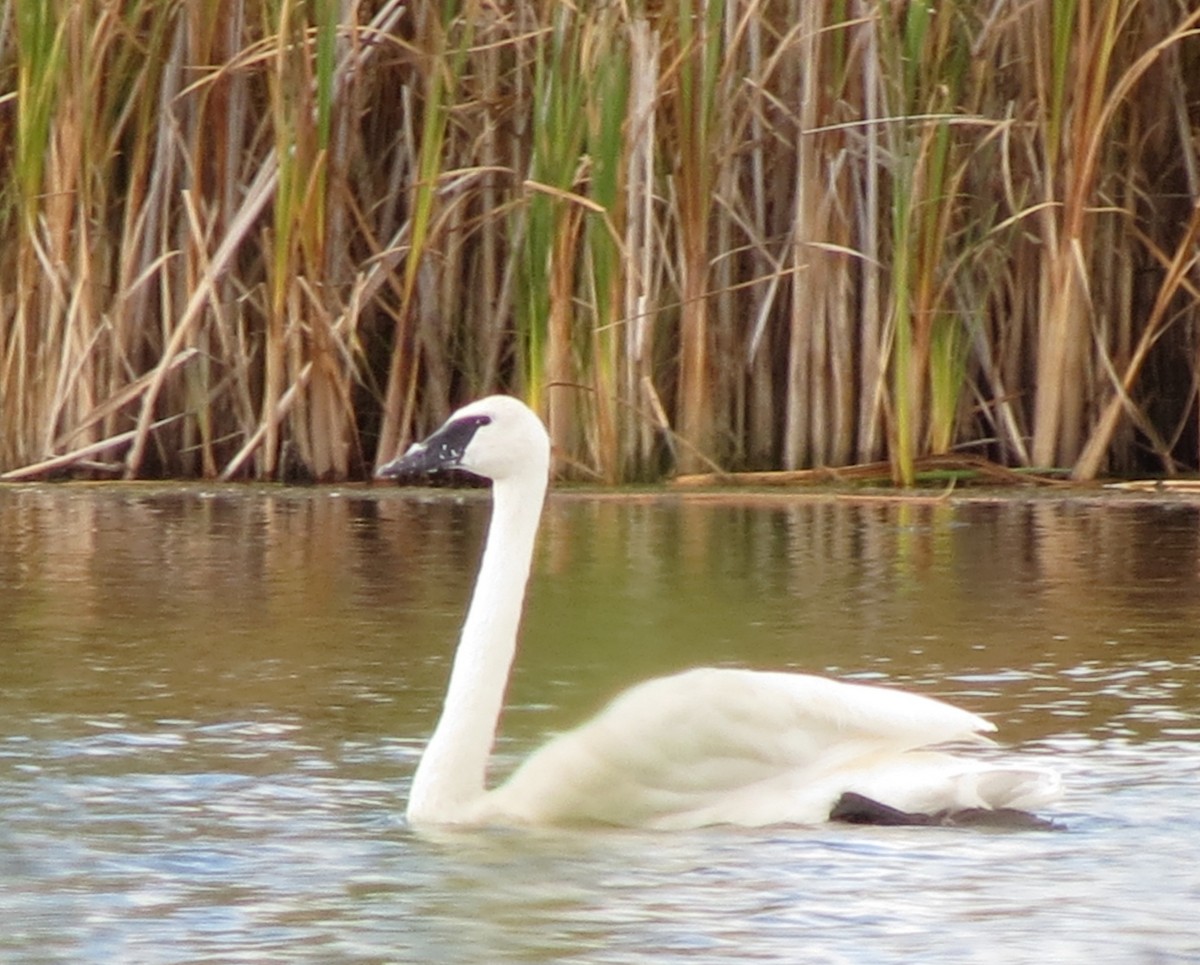 Trumpeter Swan - ML69840931