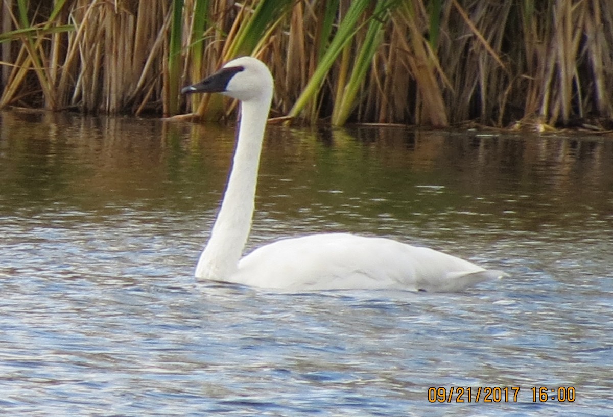 Trumpeter Swan - ML69840941