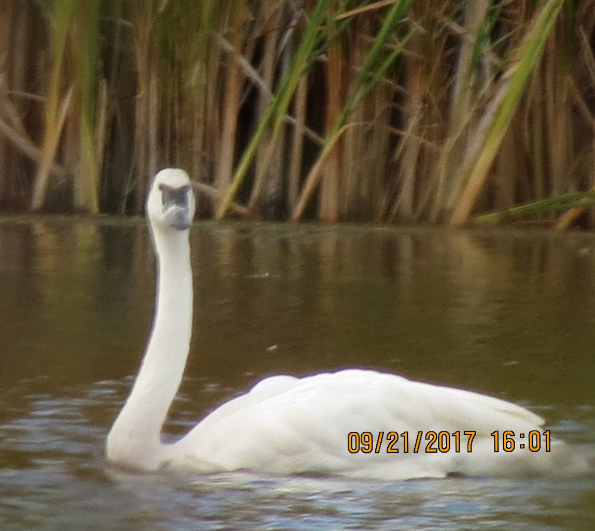 Trumpeter Swan - Fran Kerbs