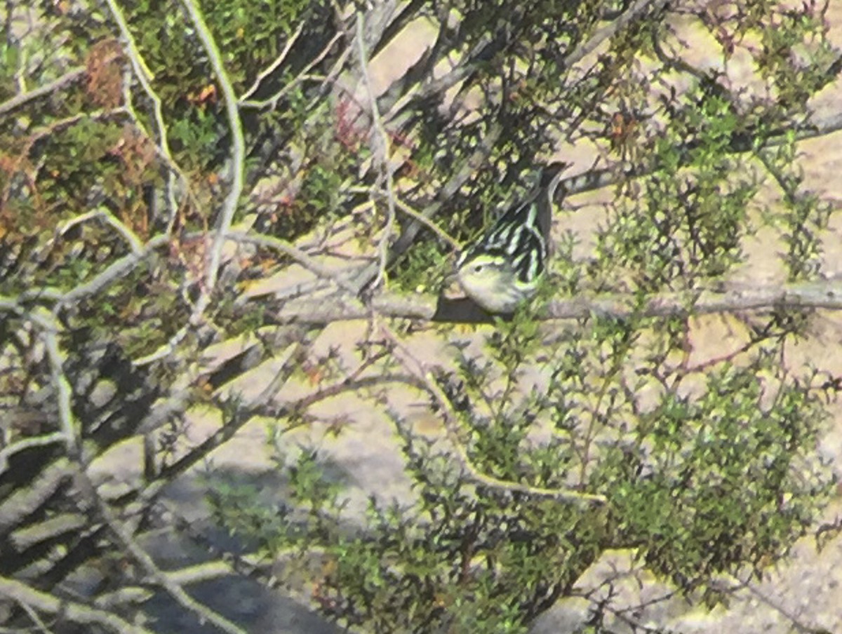 Black-and-white Warbler - ML69841221