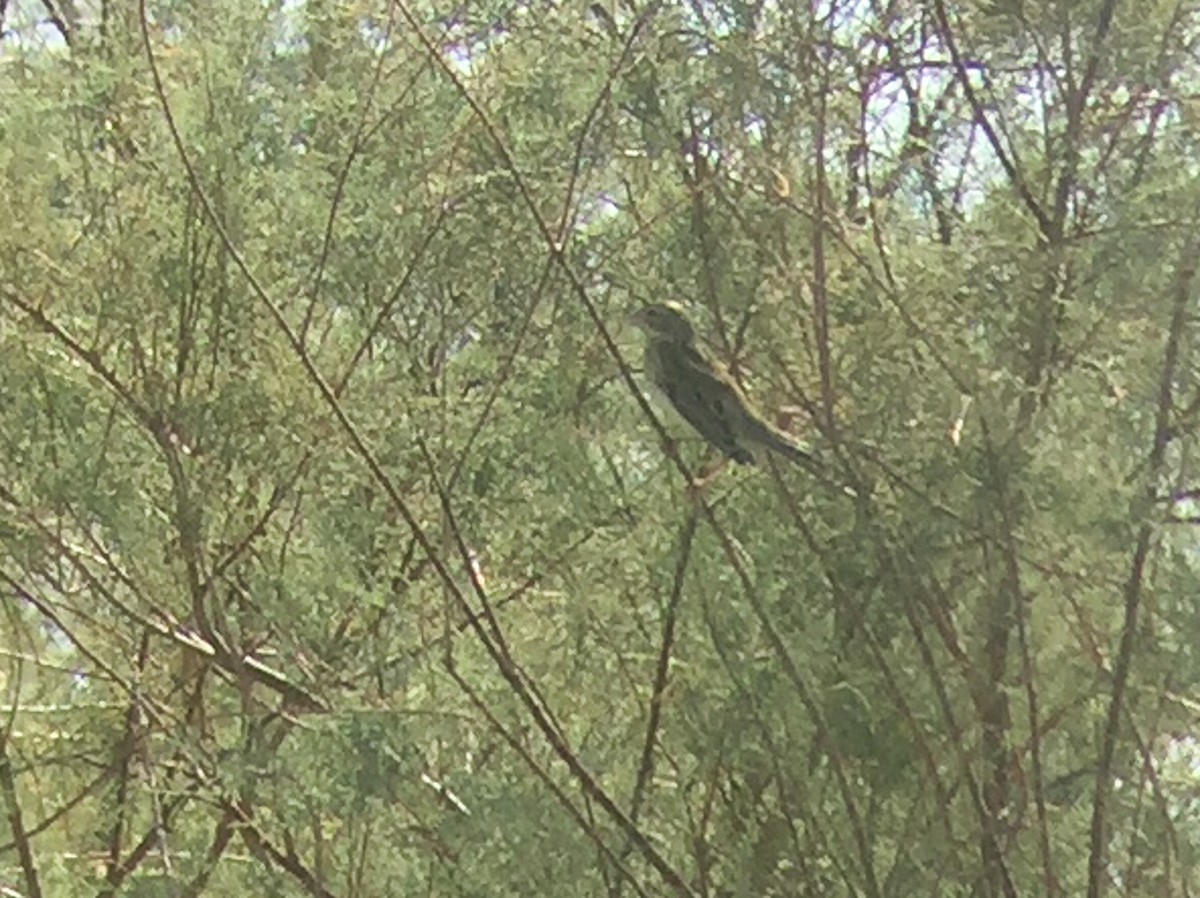 Dickcissel d'Amérique - ML69841361