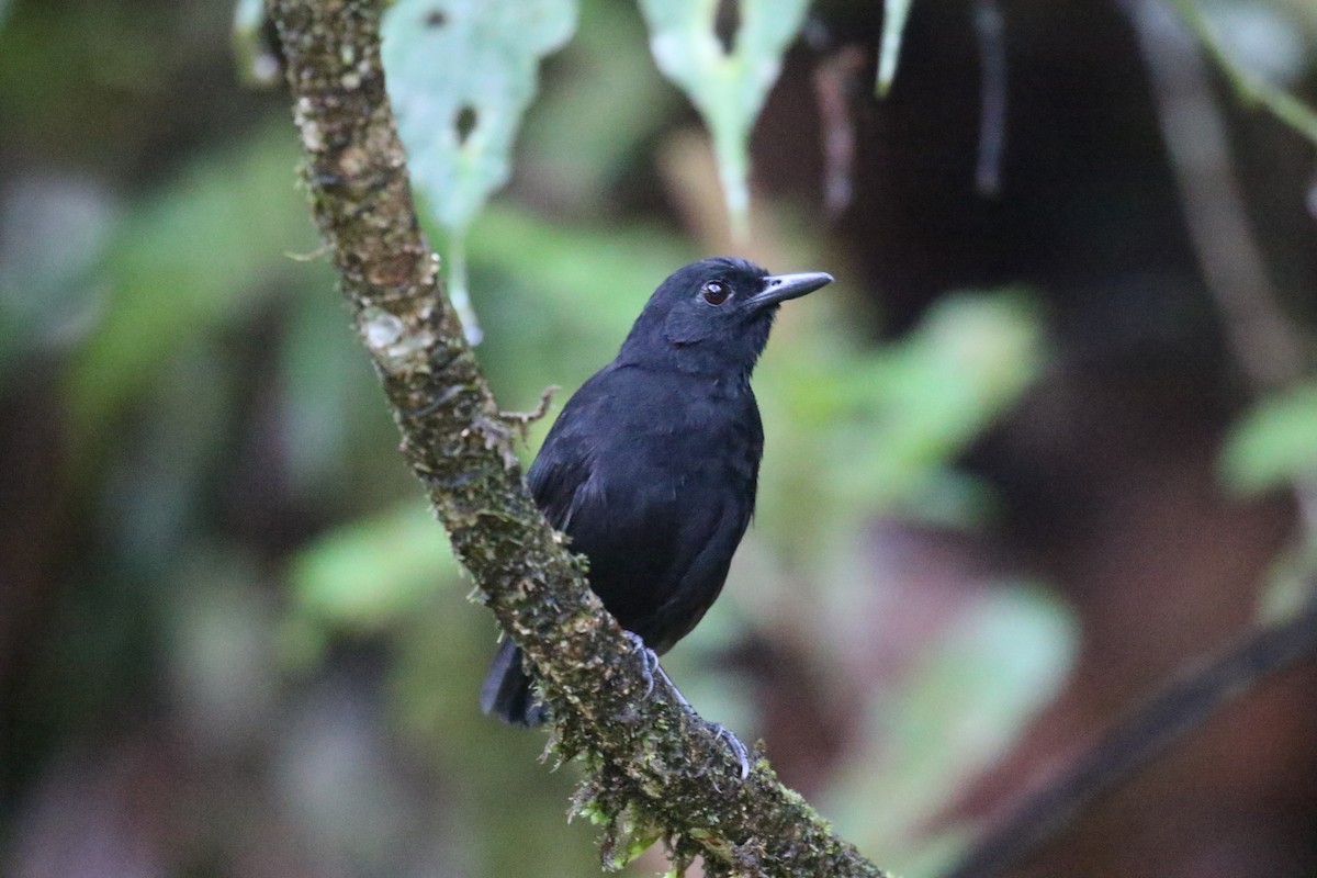 Stub-tailed Antbird - Fabrice Schmitt