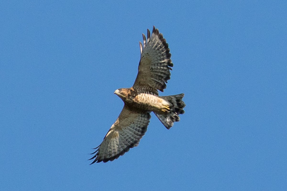 Broad-winged Hawk - John Reynolds