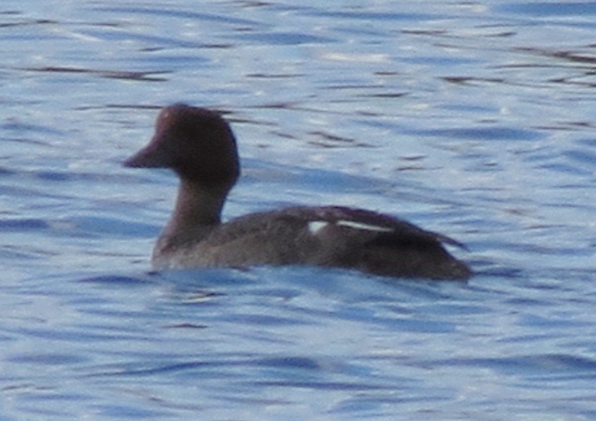 Common Goldeneye - Fran Kerbs