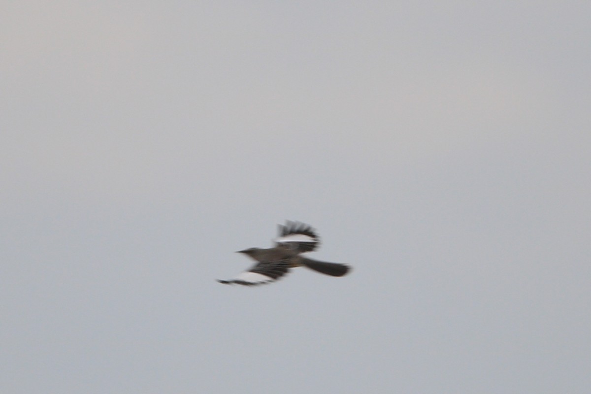 Northern Mockingbird - ML69843441