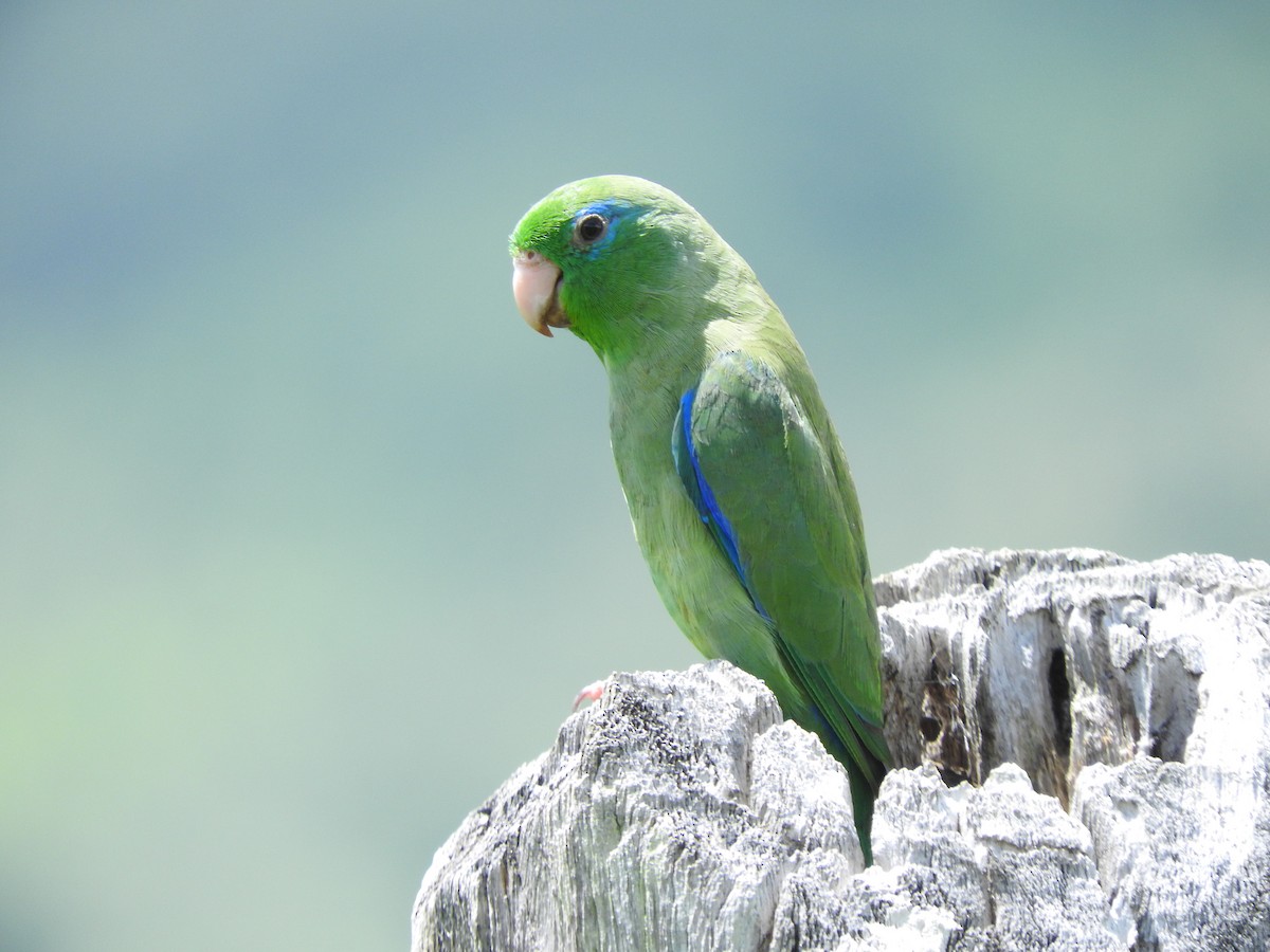 Spectacled Parrotlet - Gabriel Camilo Jaramillo Giraldo