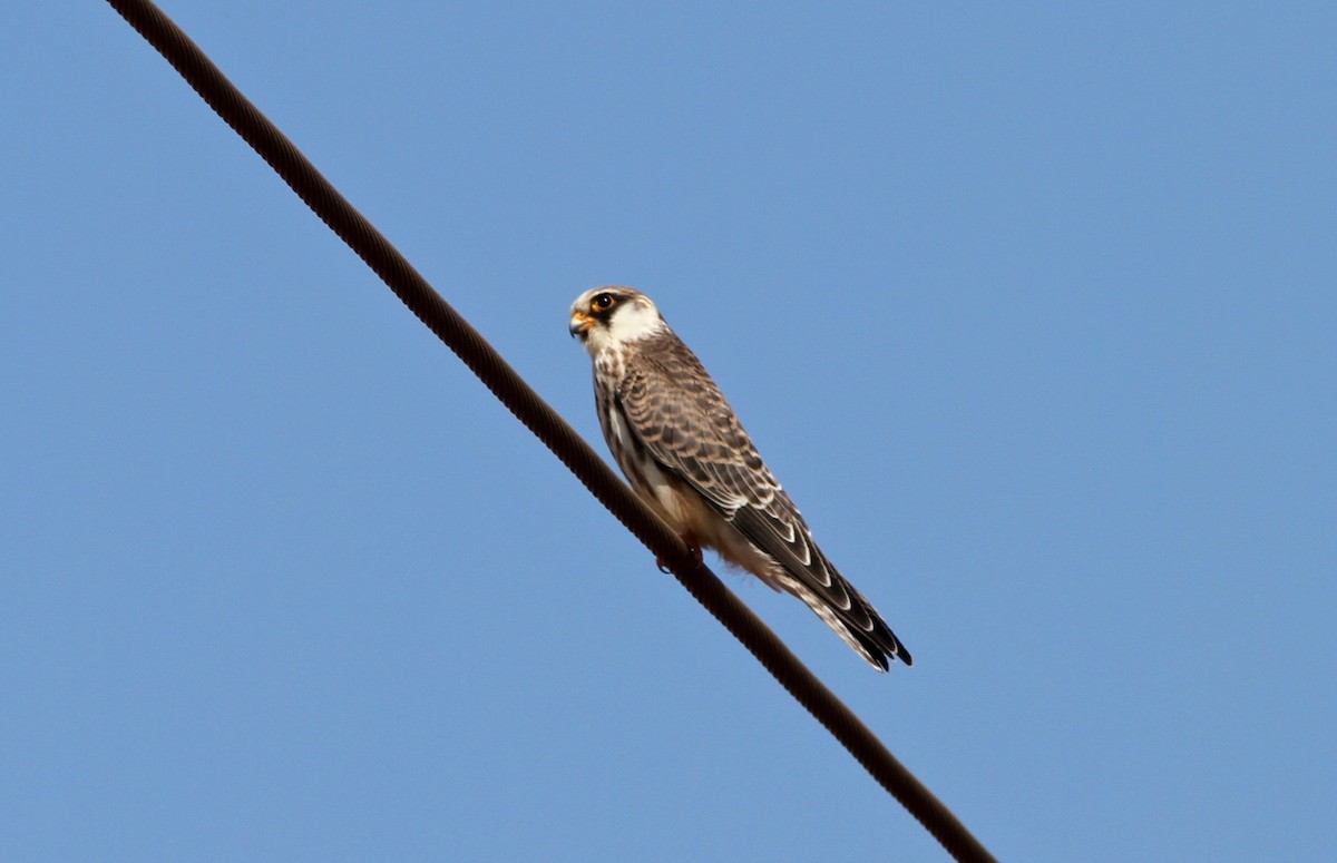 Red-footed Falcon - ML69844481