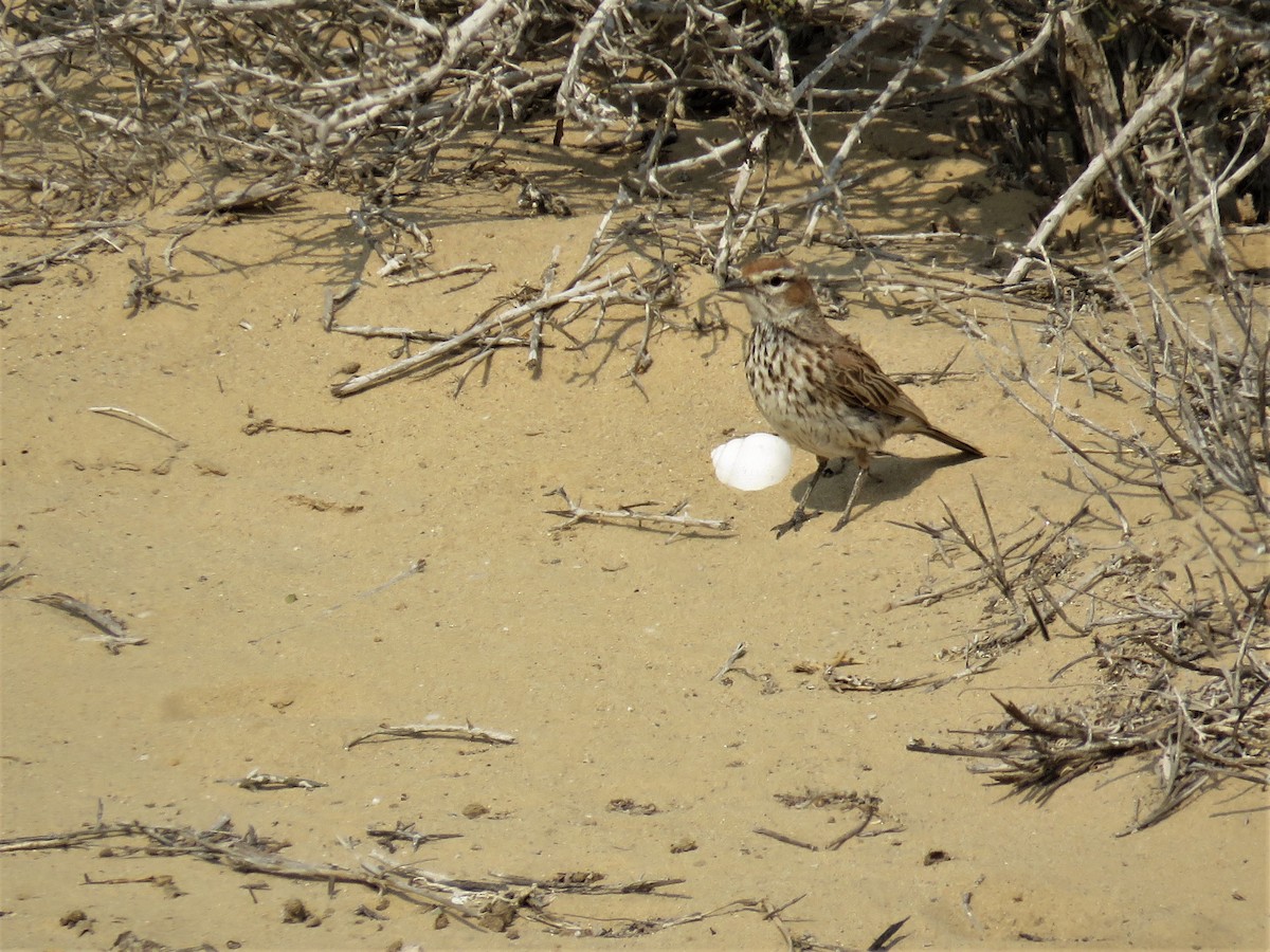 Karoo x Dune Lark (hybrid) - ML69845001