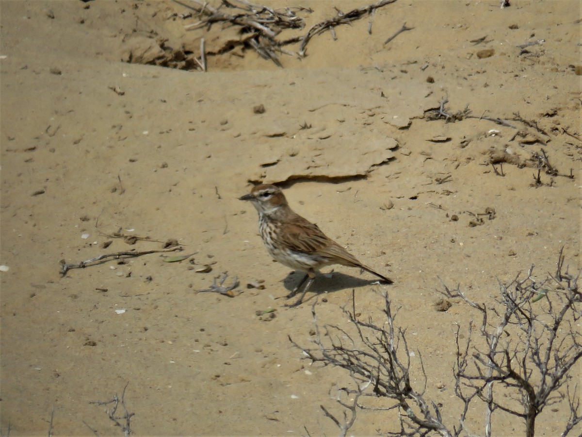 Karoo x Dune Lark (hybrid) - ML69845041