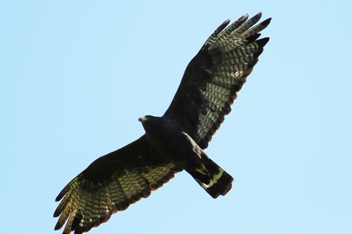 Rußbussard - ML69847561