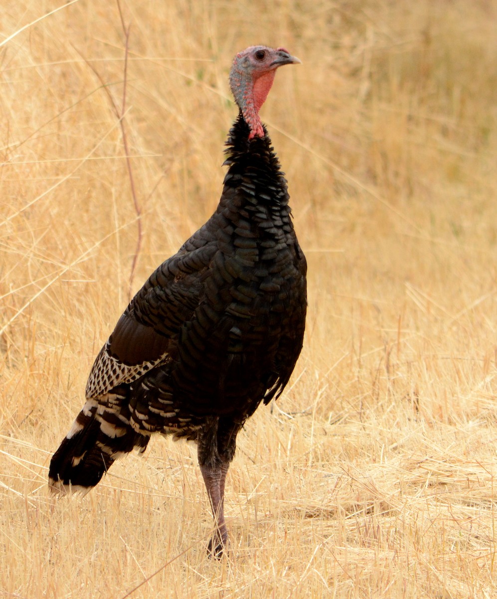 Wild Turkey - ML69849341