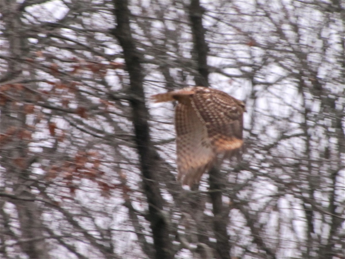 Red-shouldered Hawk - Benjamin Murphy