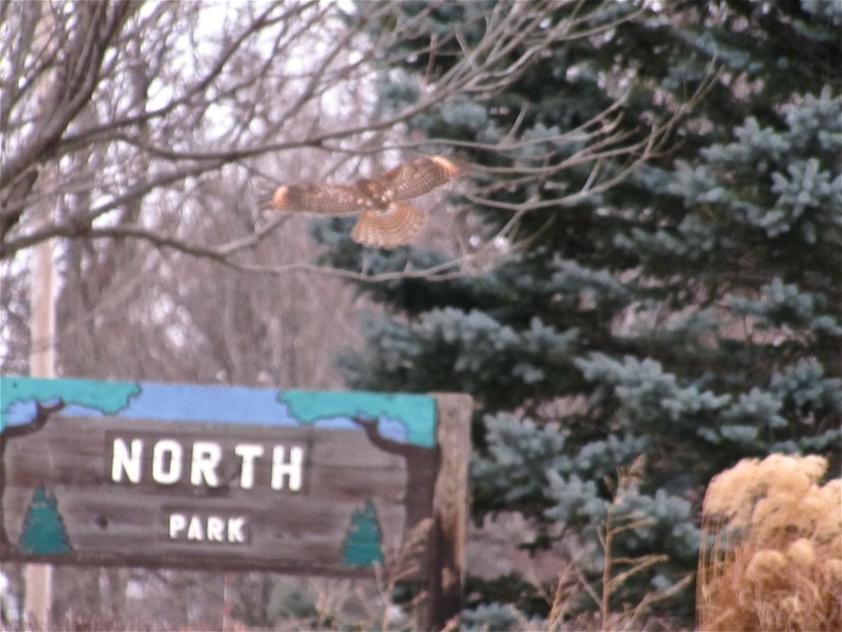 Red-shouldered Hawk - ML69852191