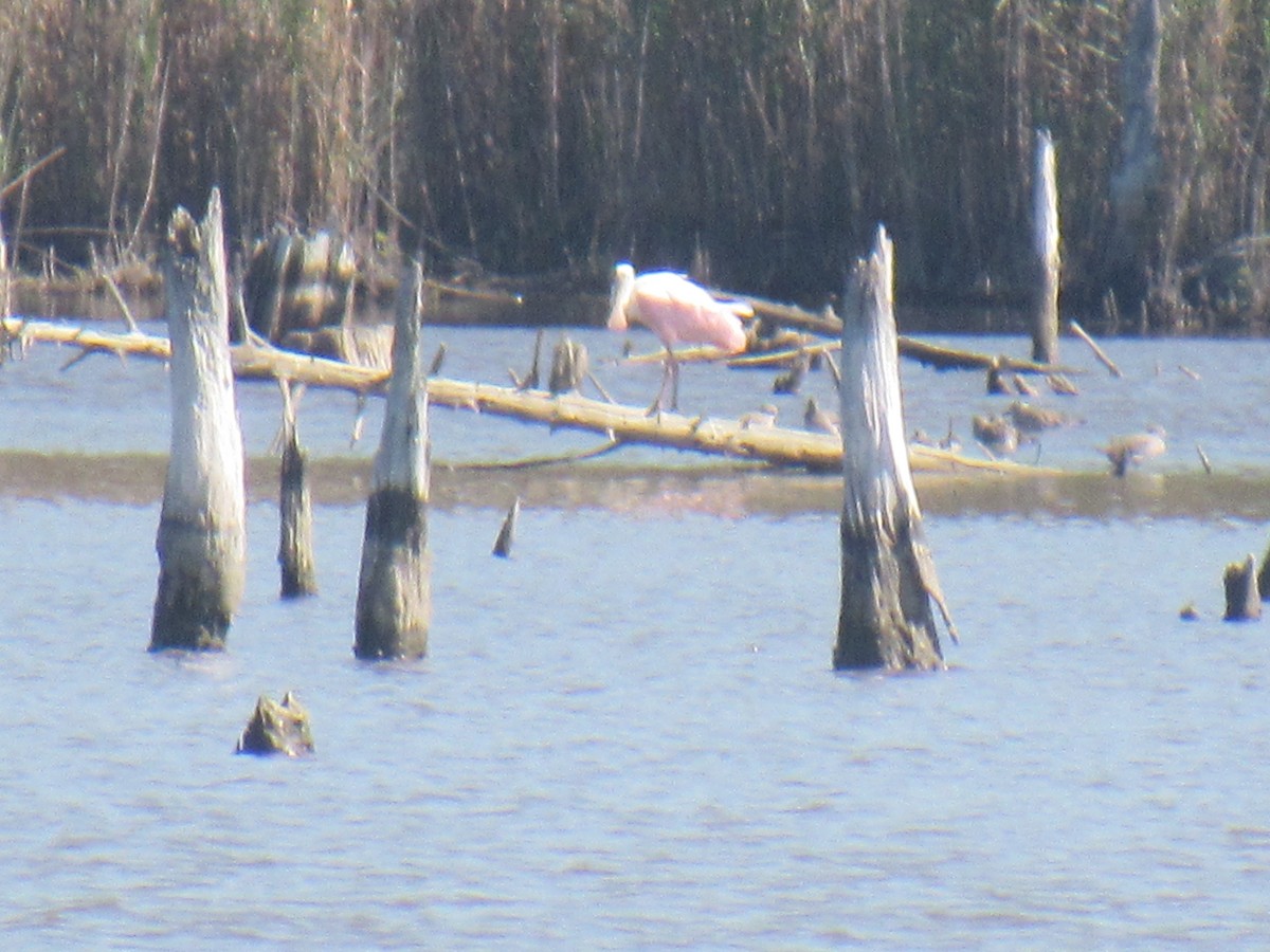 Roseate Spoonbill - Ken Wat