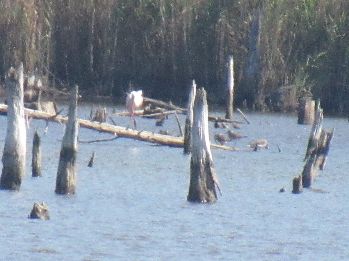 Roseate Spoonbill - Ken Wat