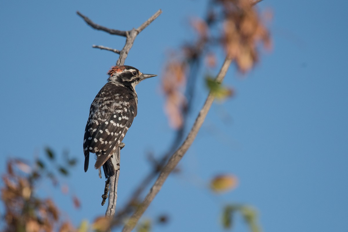 Nuttall's Woodpecker - ML69853681