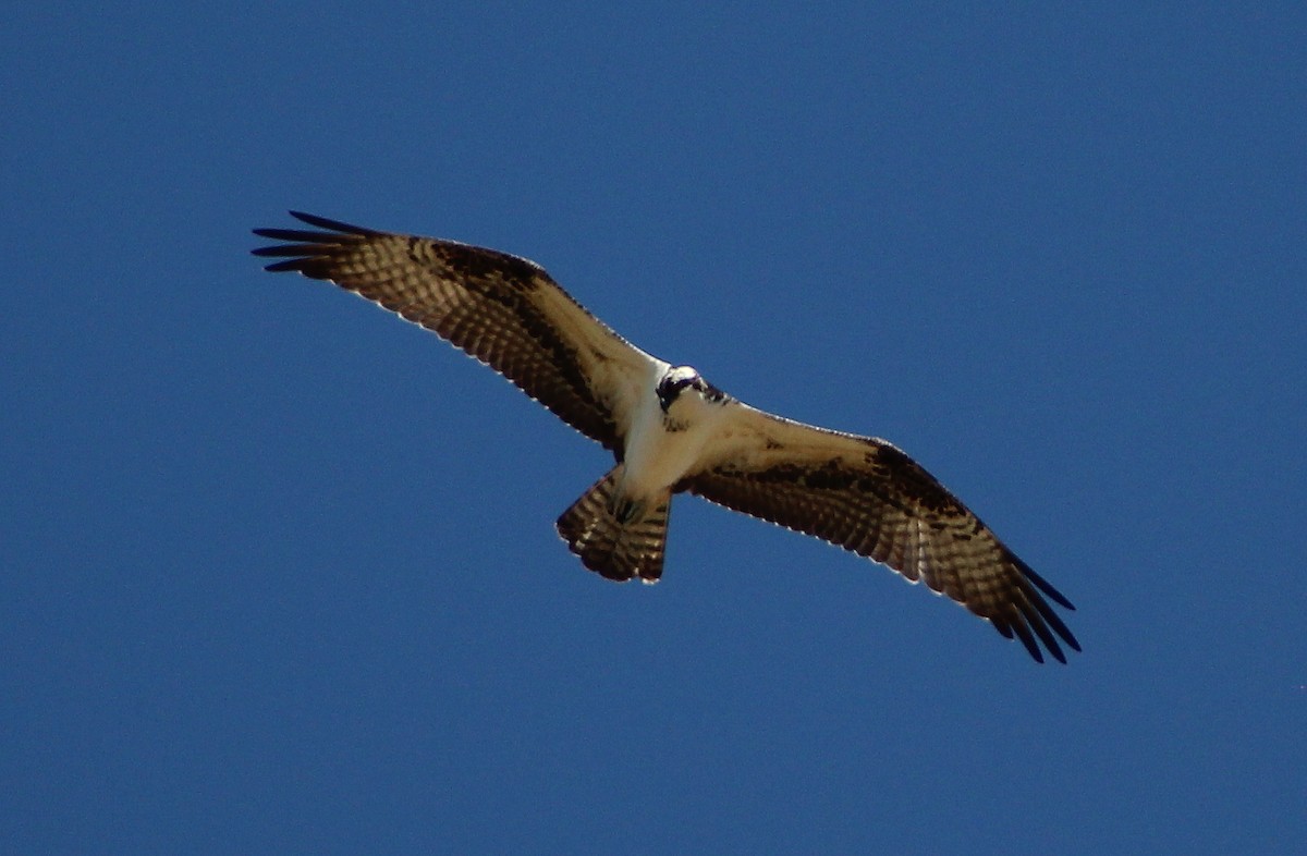 Osprey - alison rodgers