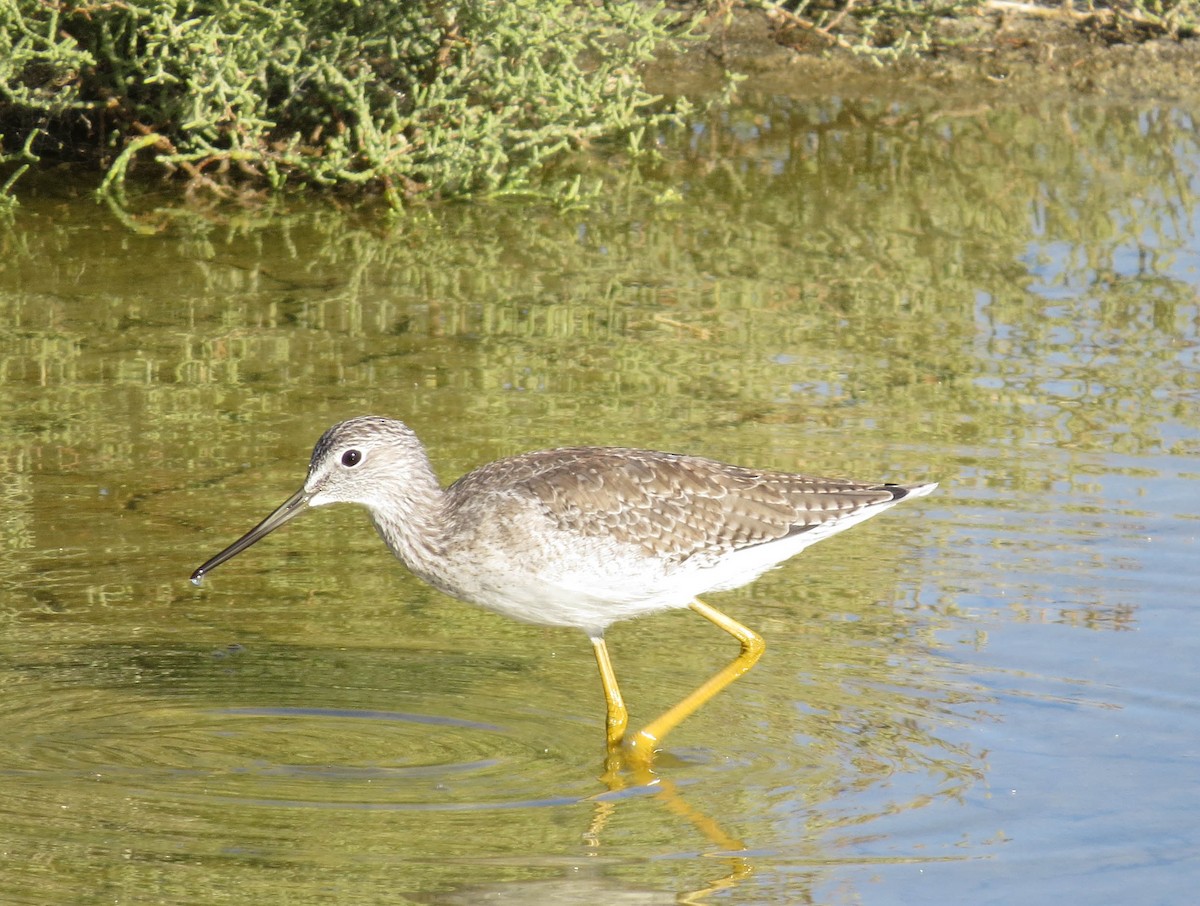 Greater Yellowlegs - ML69856611