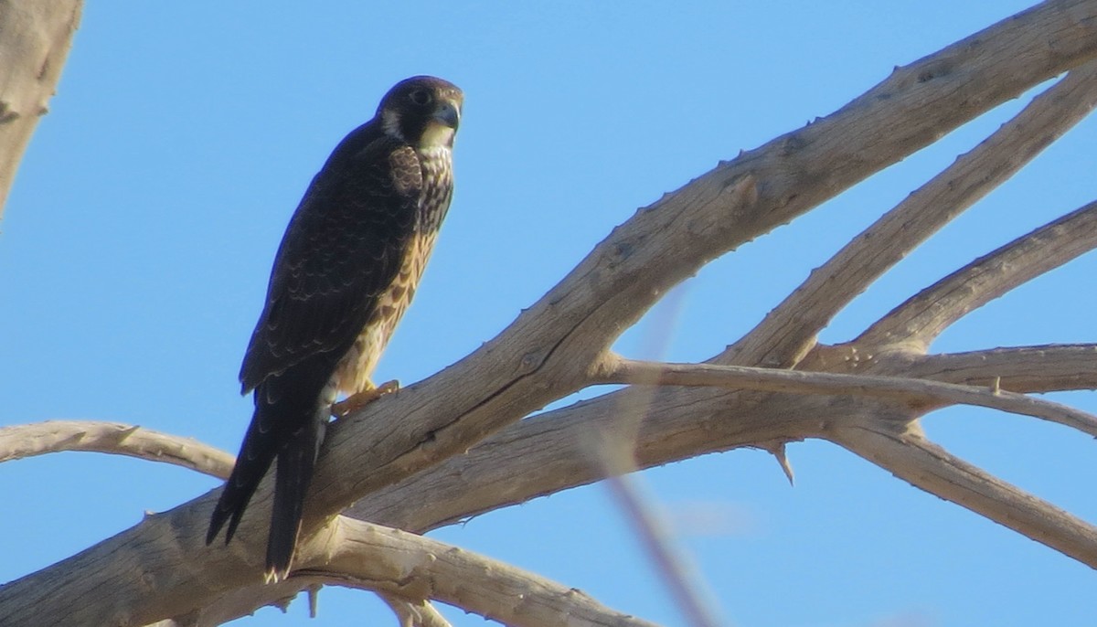 Peregrine Falcon - ML69856801