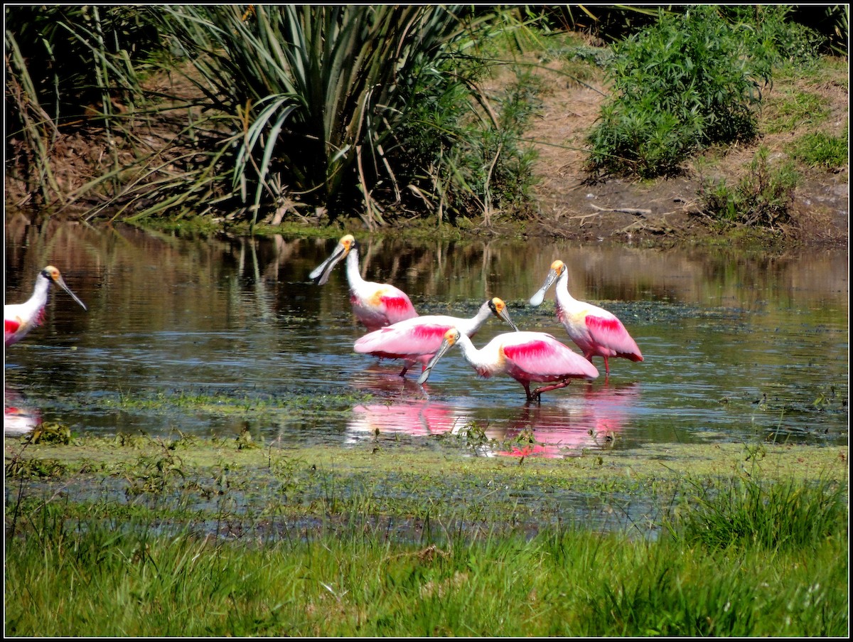 Roseate Spoonbill - ML69857531