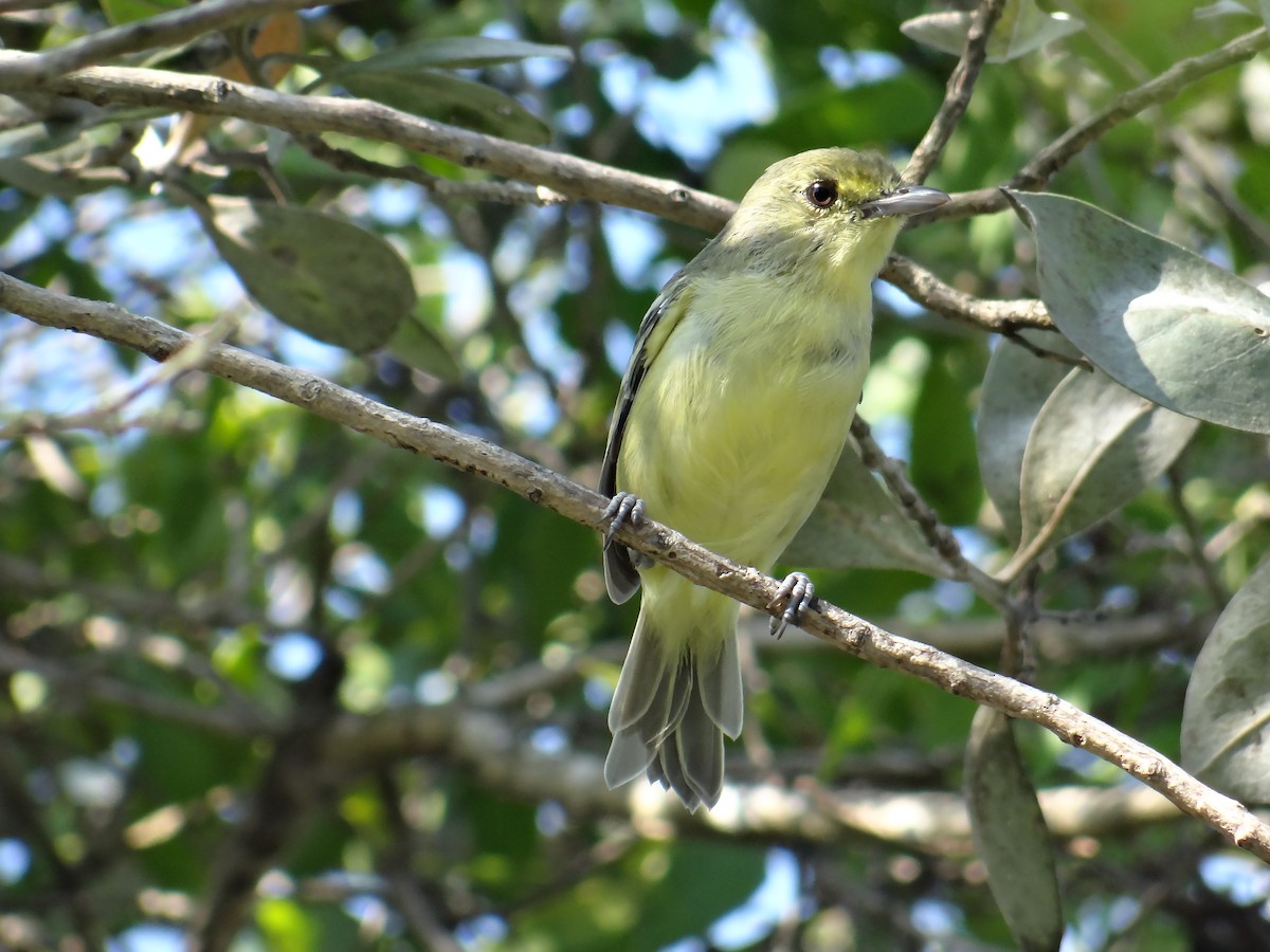 Mangrove Vireo - Ramón Trinchan Guerra