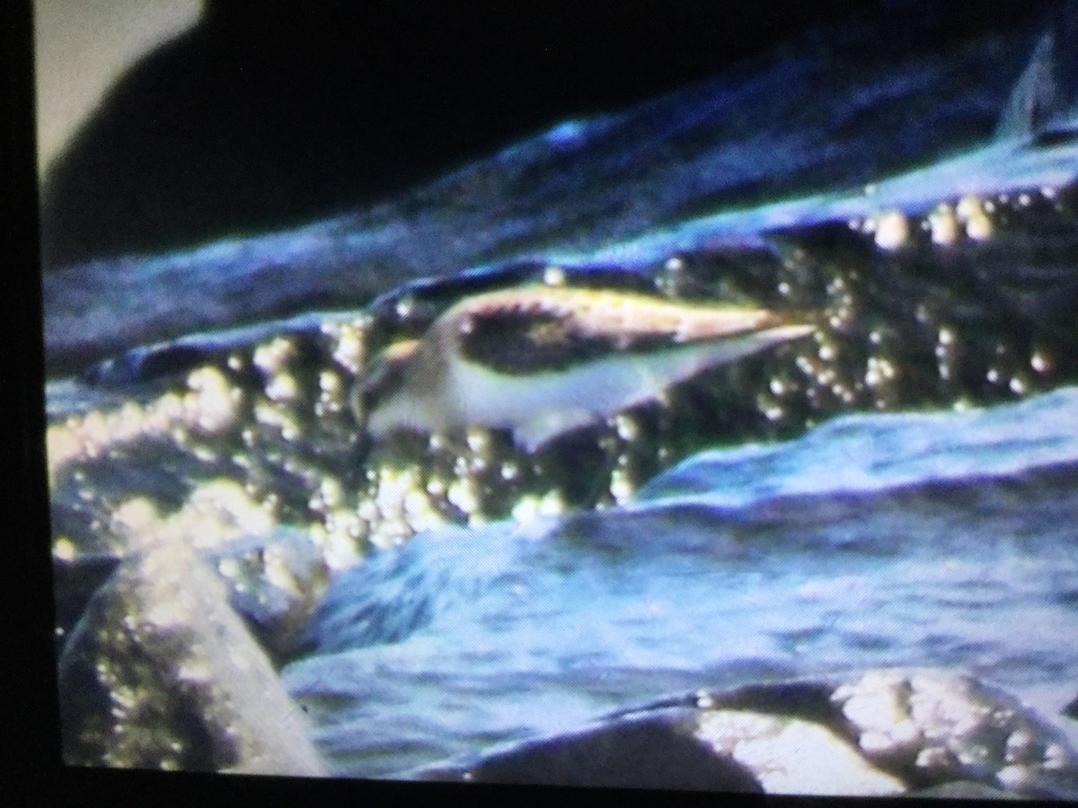 Semipalmated Sandpiper - Joseph Pumford