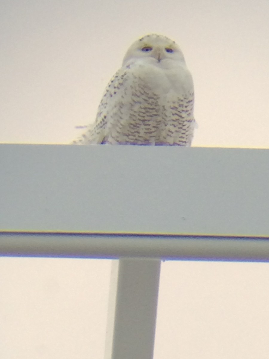 Snowy Owl - ML69860871