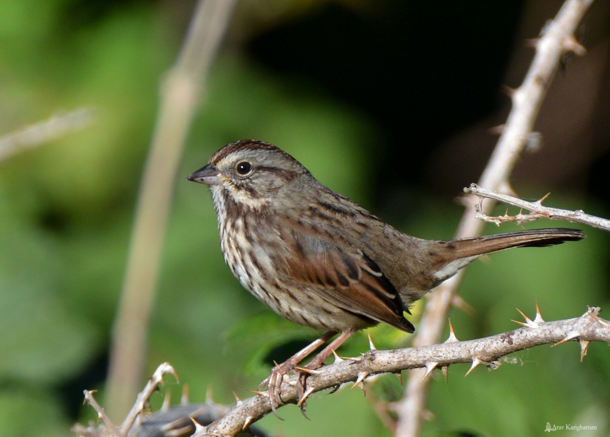 Song Sparrow - ML69861181