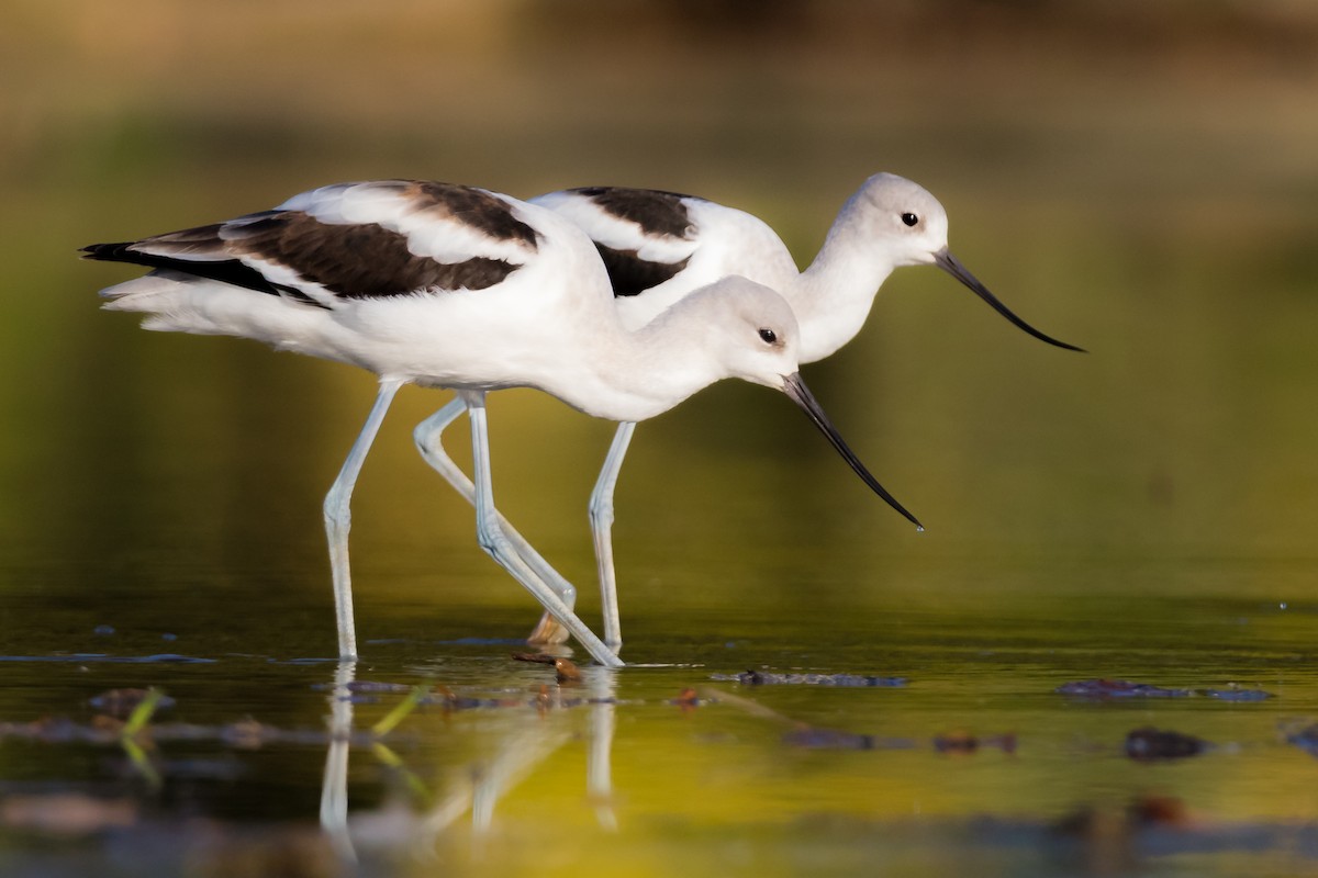 American Avocet - ML69862061