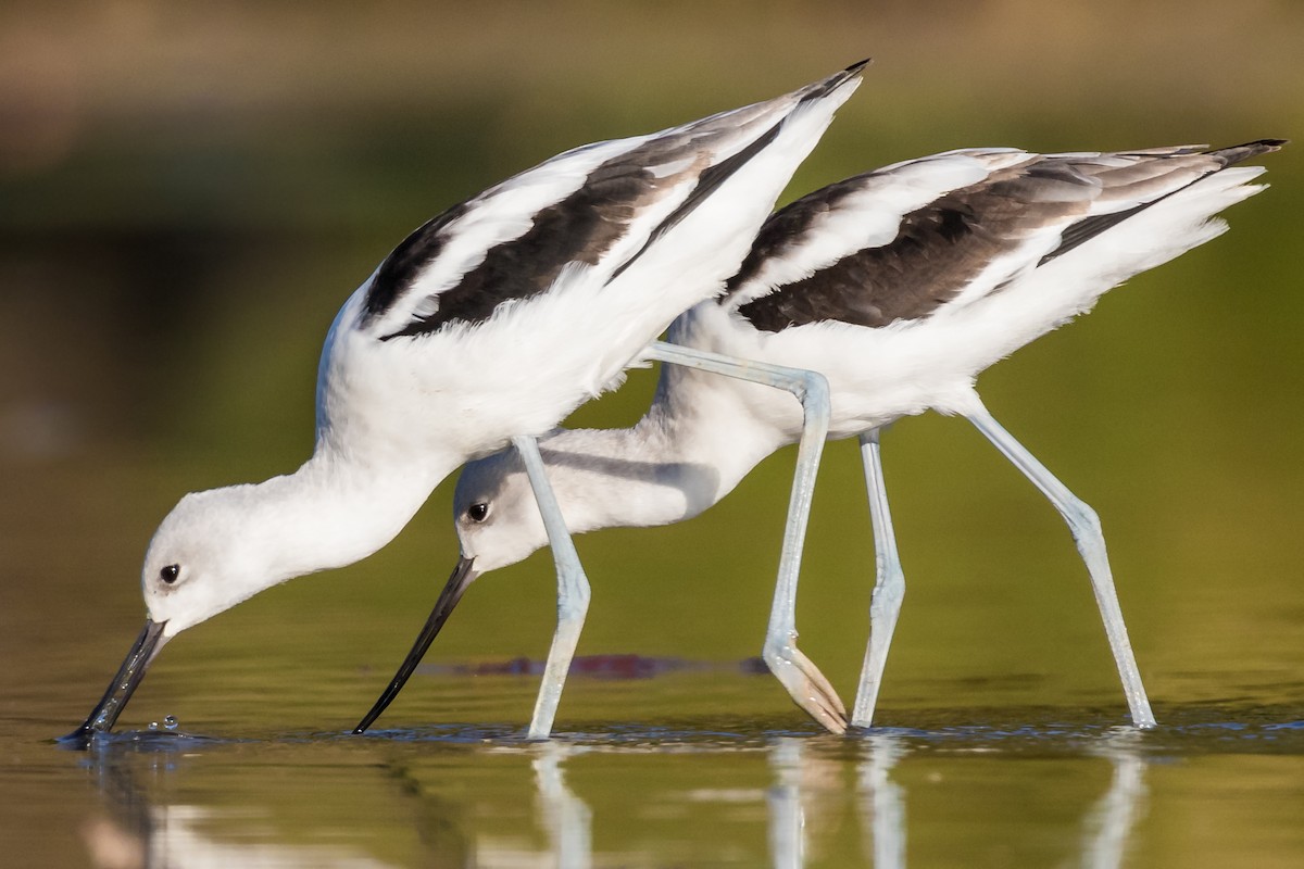 American Avocet - ML69862071