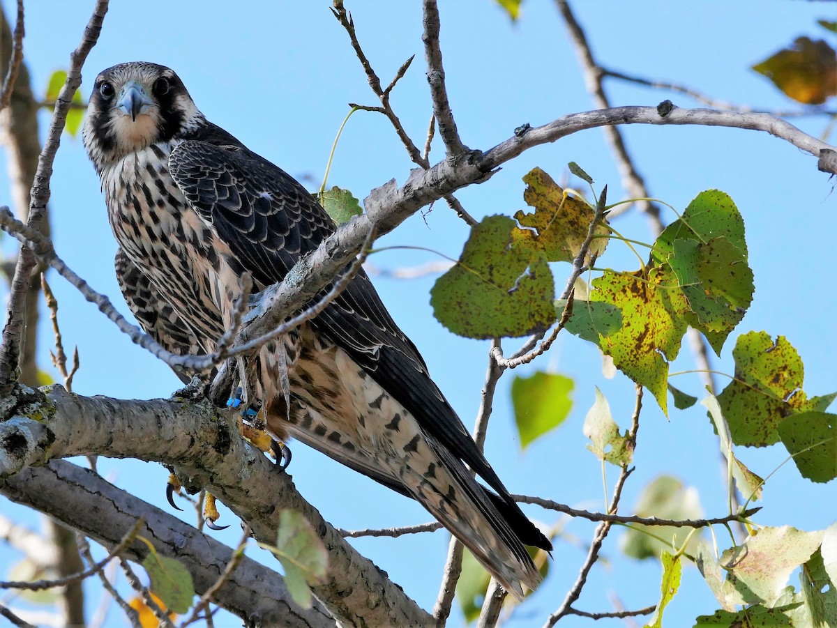 Peregrine Falcon - Chris Pierce