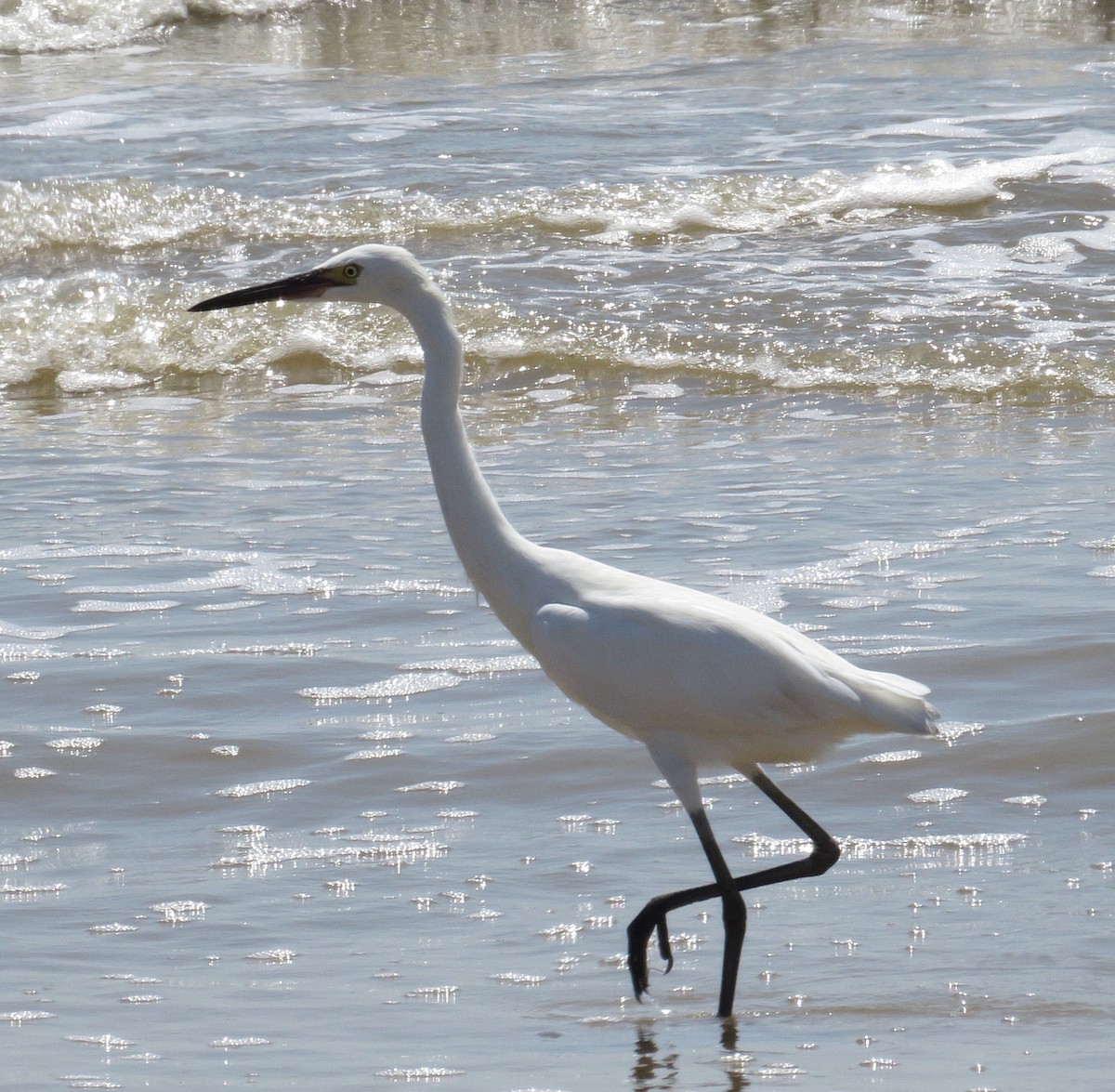 Reddish Egret - ML69862391