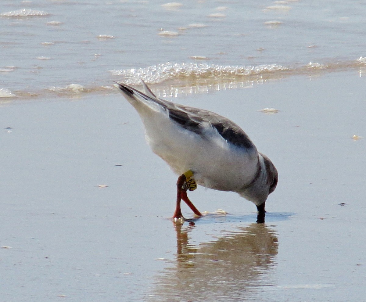 Piping Plover - ML69862551