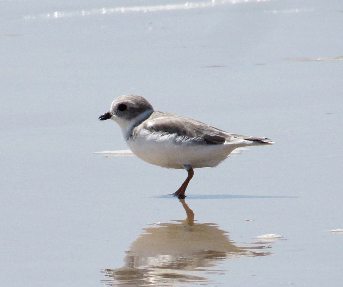 Piping Plover - ML69862611