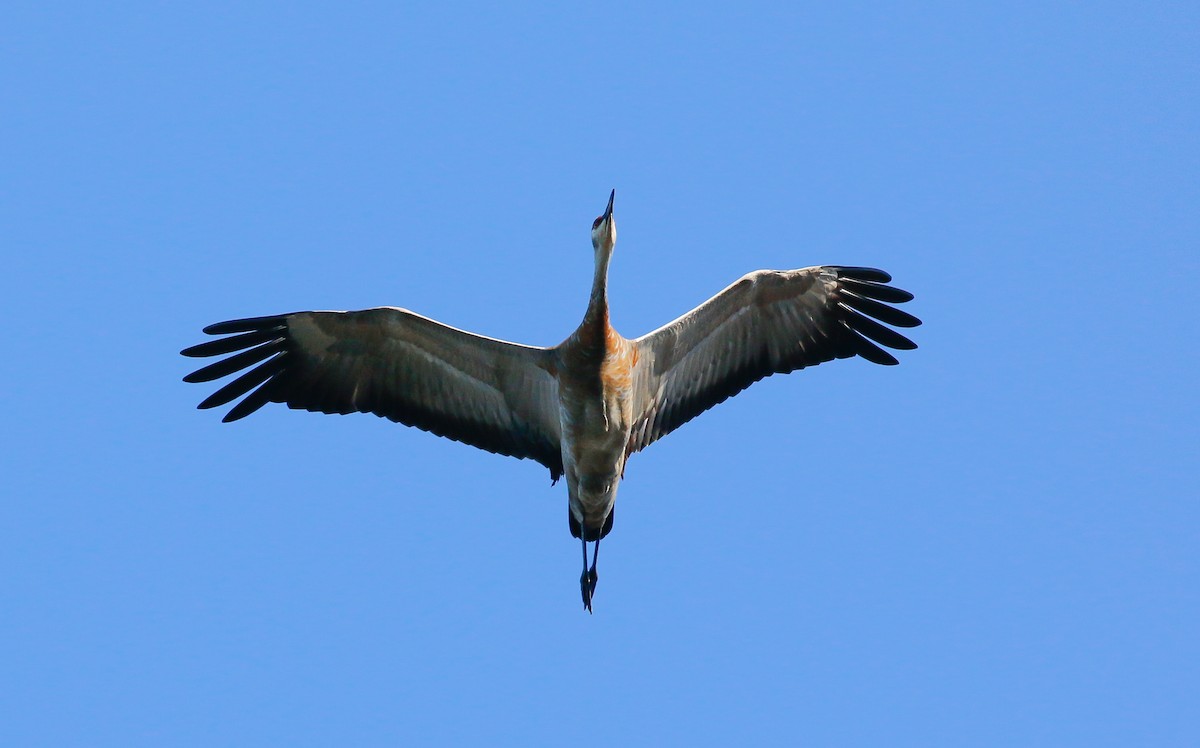 Sandhill Crane - ML69864151