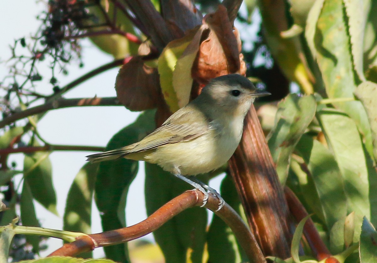 Ötücü Vireo - ML69864631