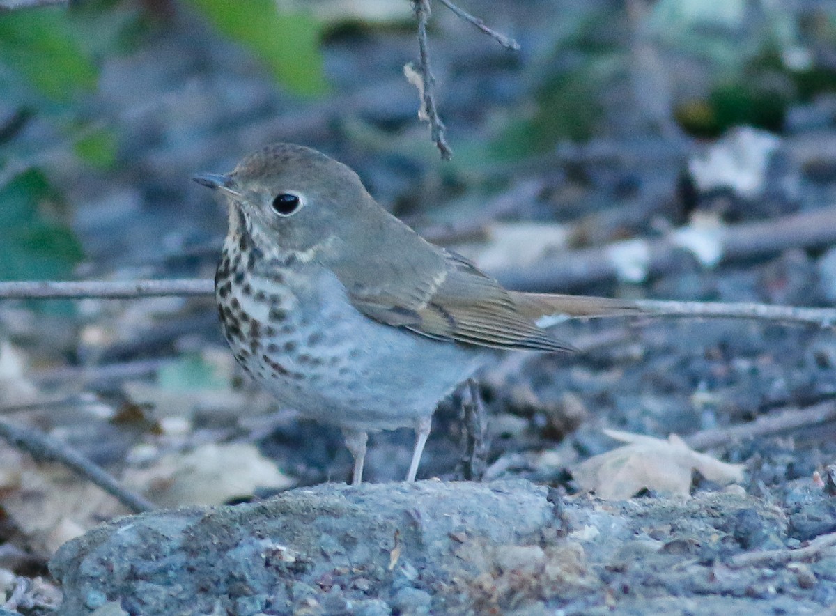 Hermit Thrush - ML69864871