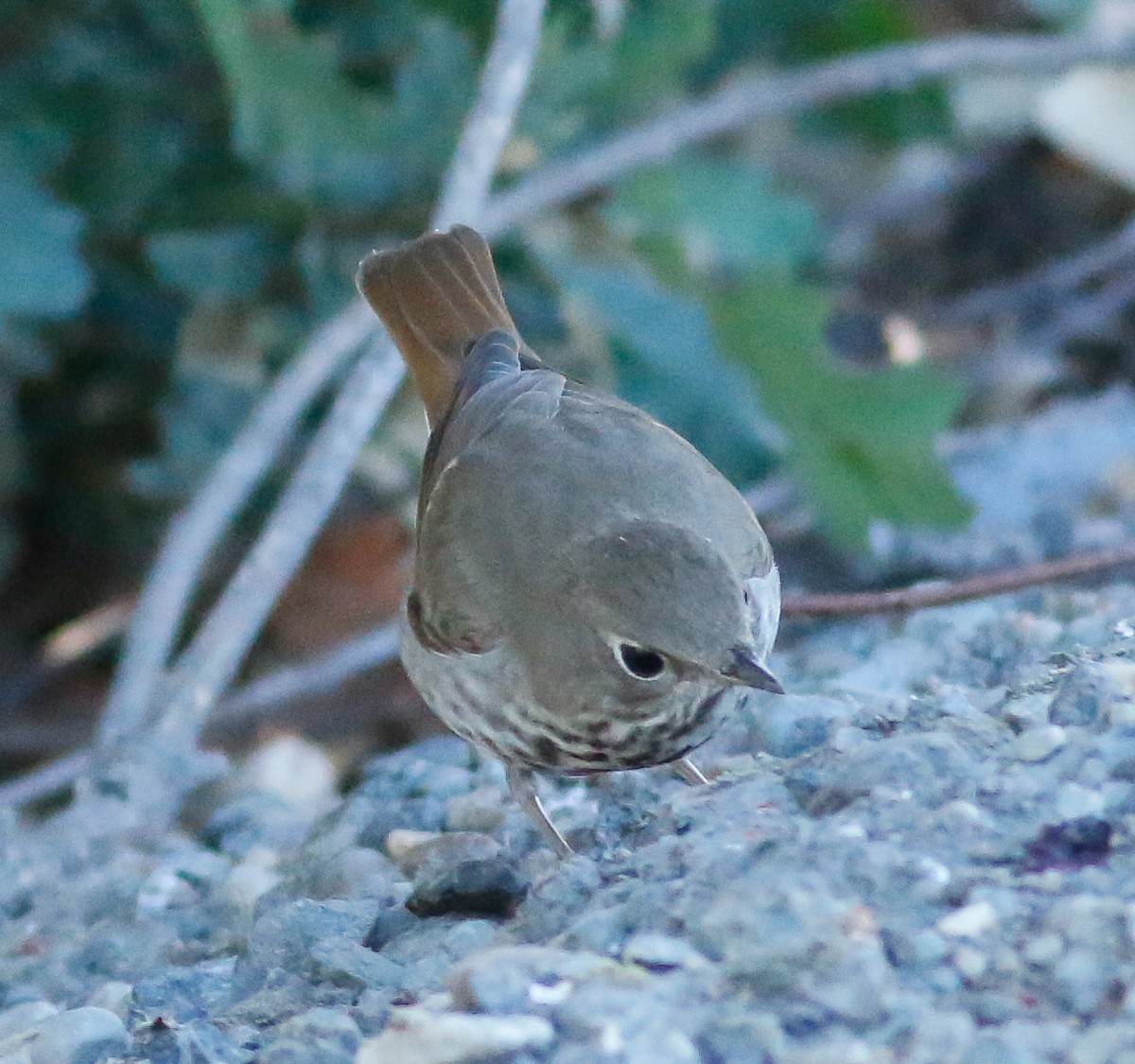 Hermit Thrush - ML69864901