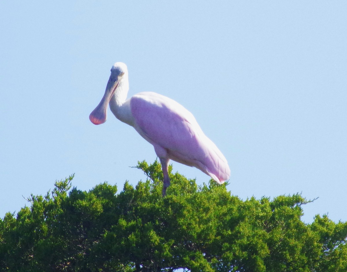 Roseate Spoonbill - Bill Purcell