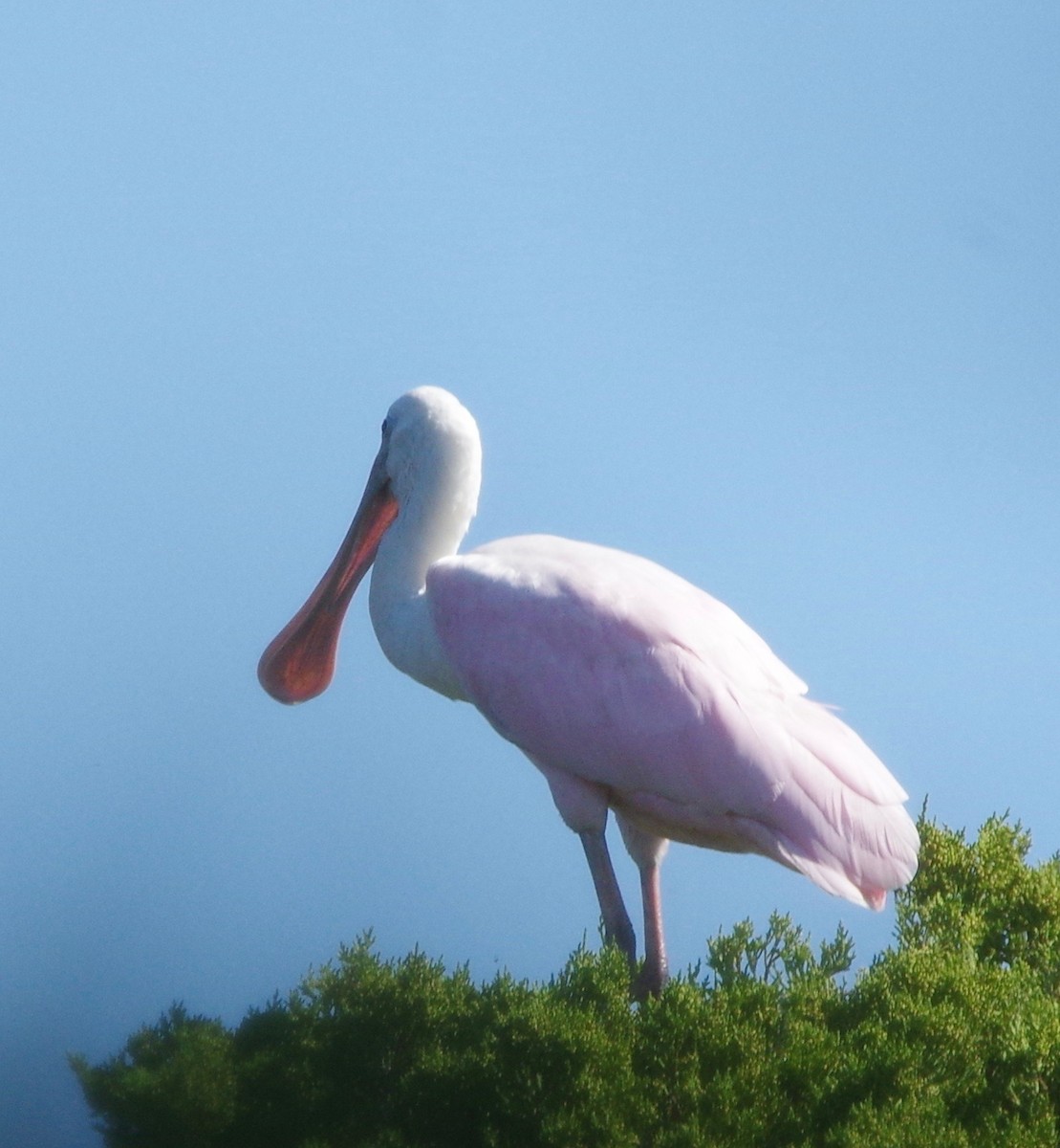 Roseate Spoonbill - Bill Purcell