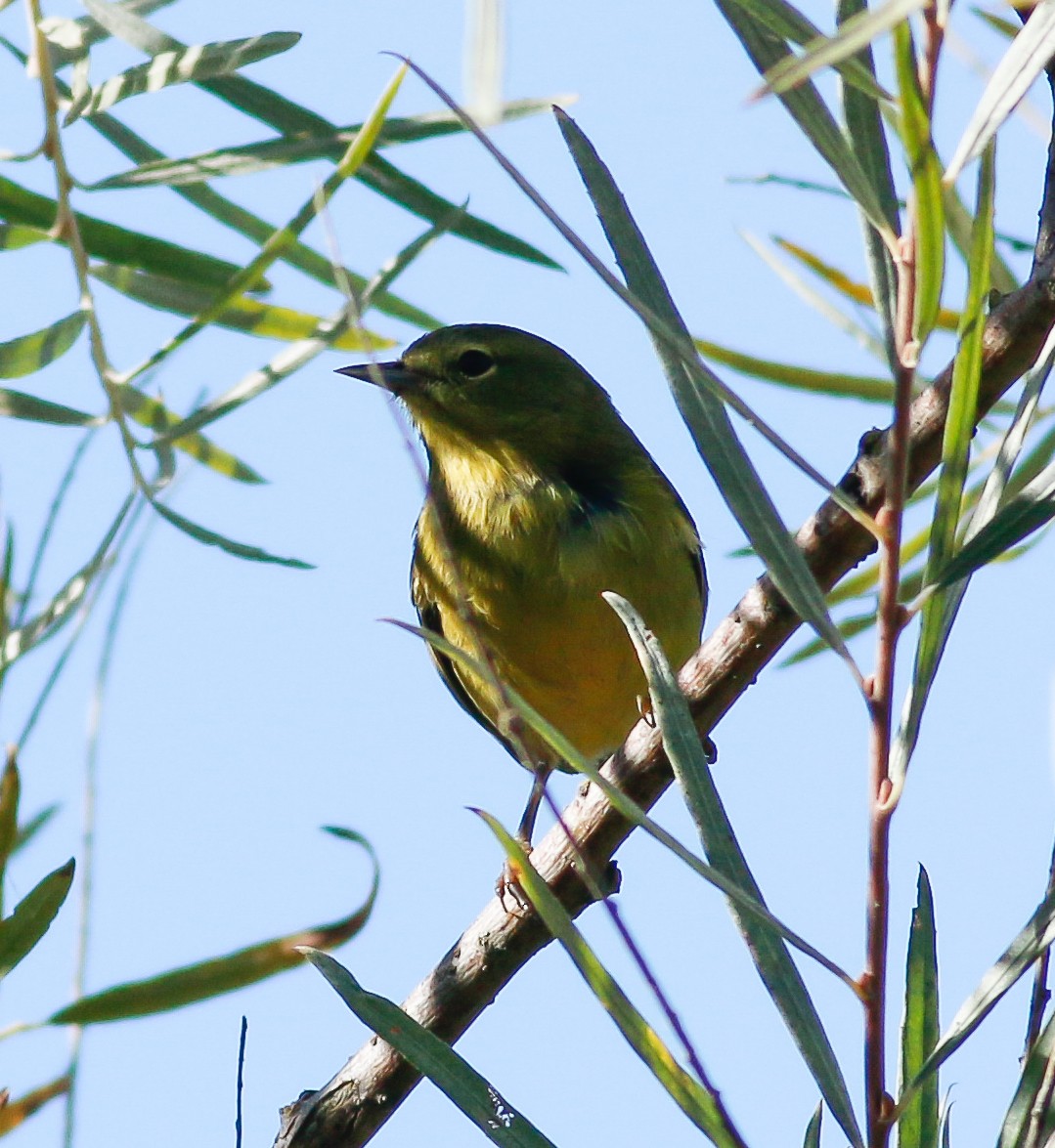 Orange-crowned Warbler (lutescens) - Kirk Swenson