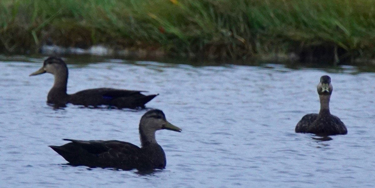 American Black Duck - Nevine Jacob