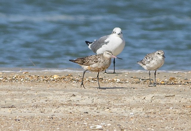 Bar-tailed Godwit (European) - ML69866691