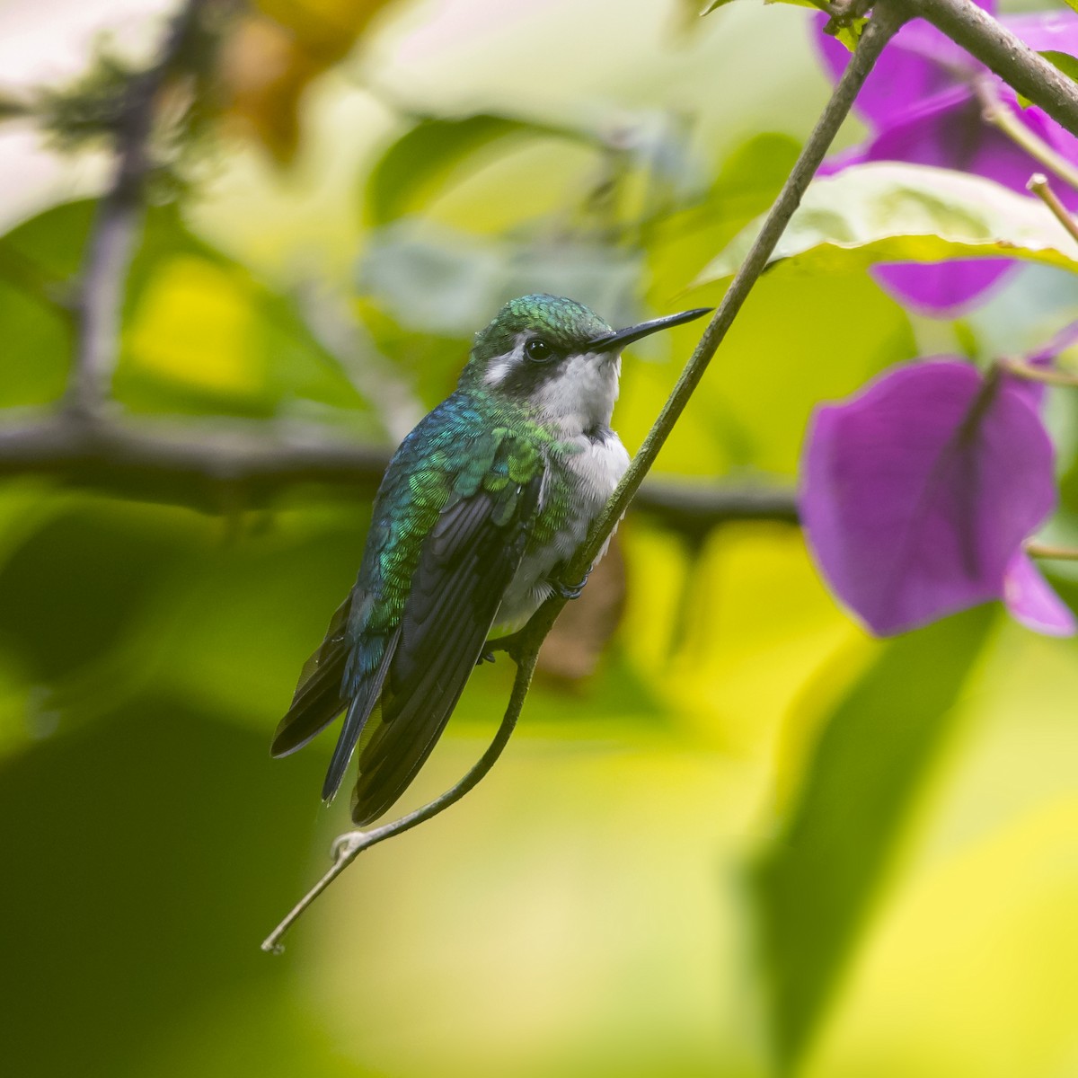 Western Emerald - Peter Hawrylyshyn