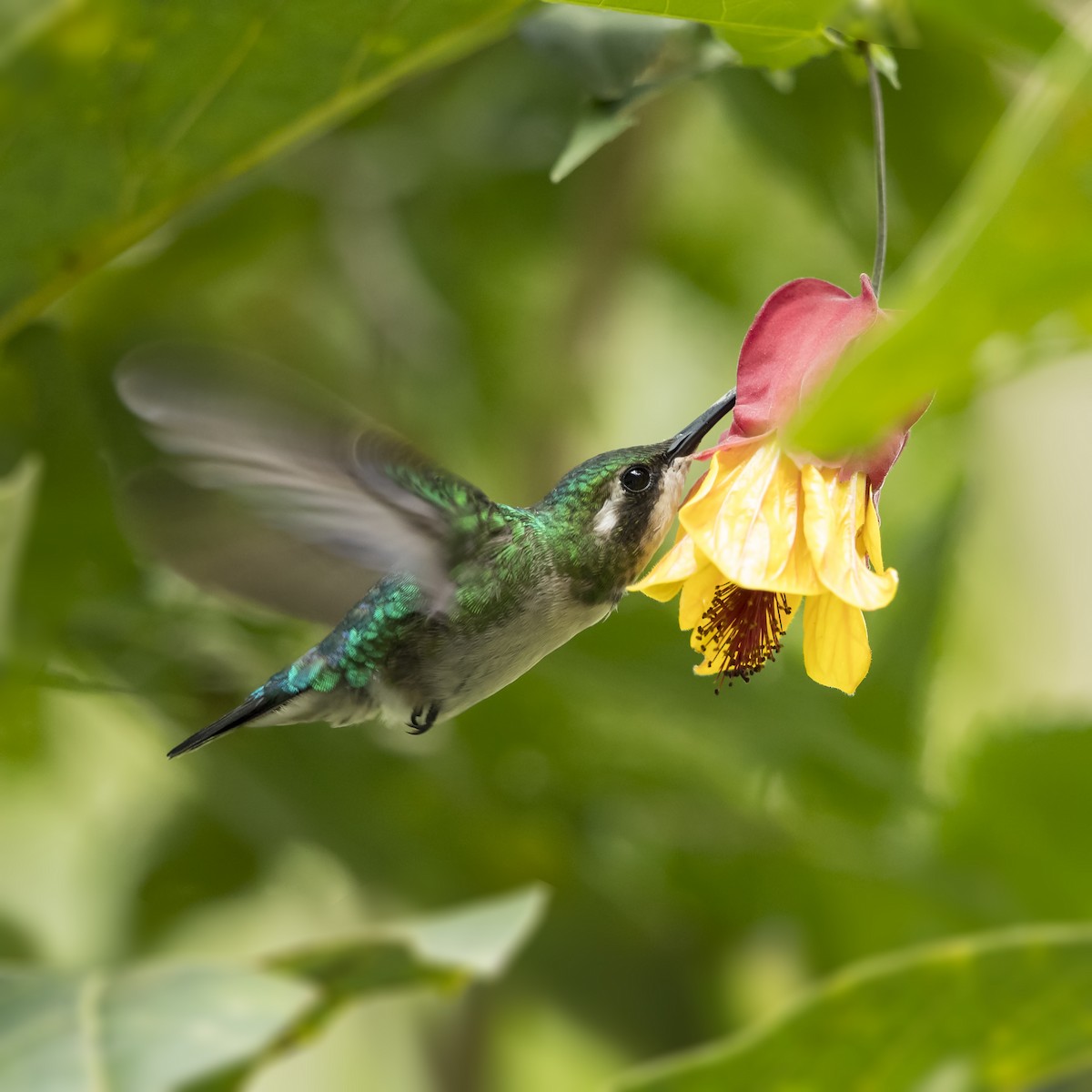 Western Emerald - Peter Hawrylyshyn