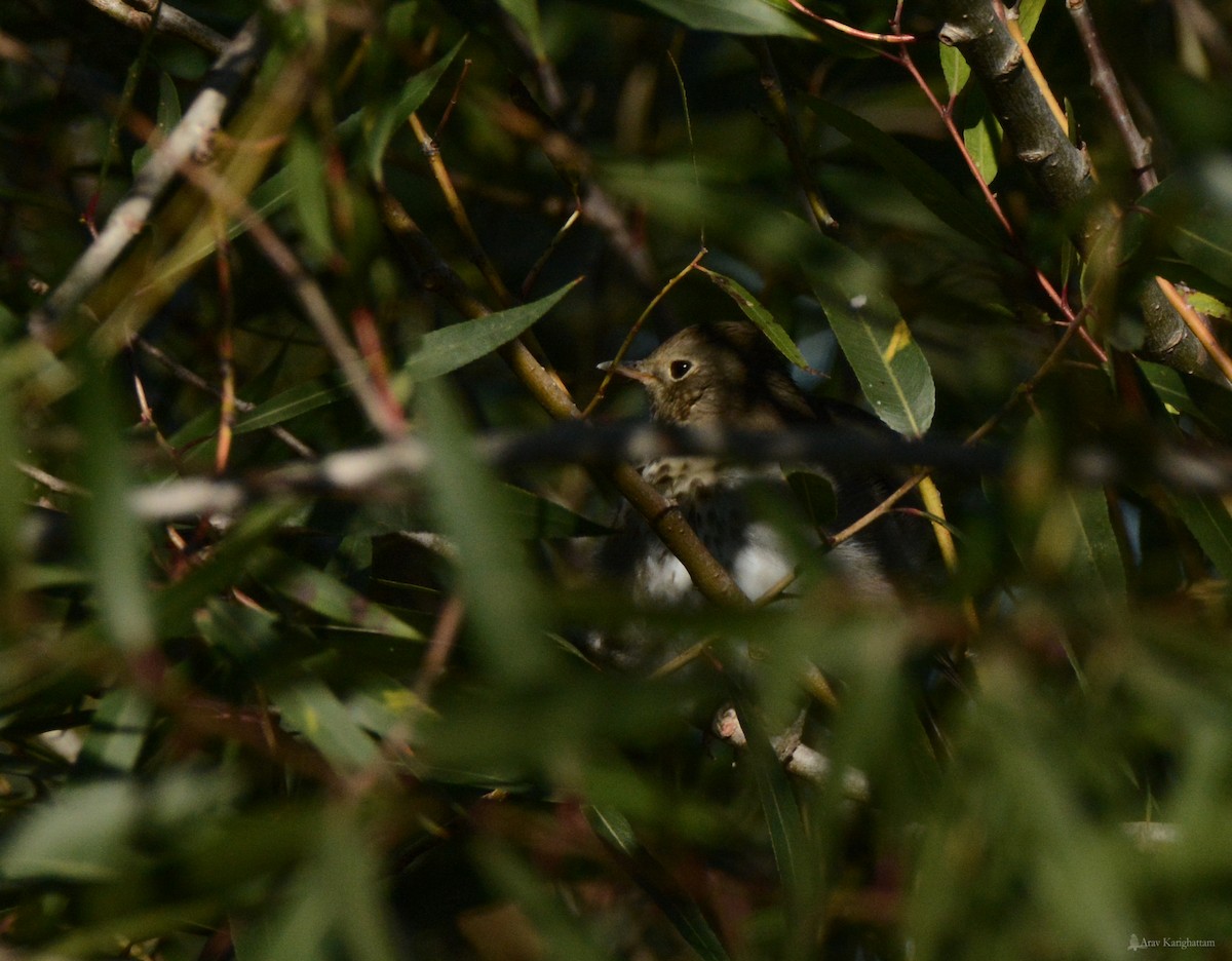 Hermit Thrush - ML69867641