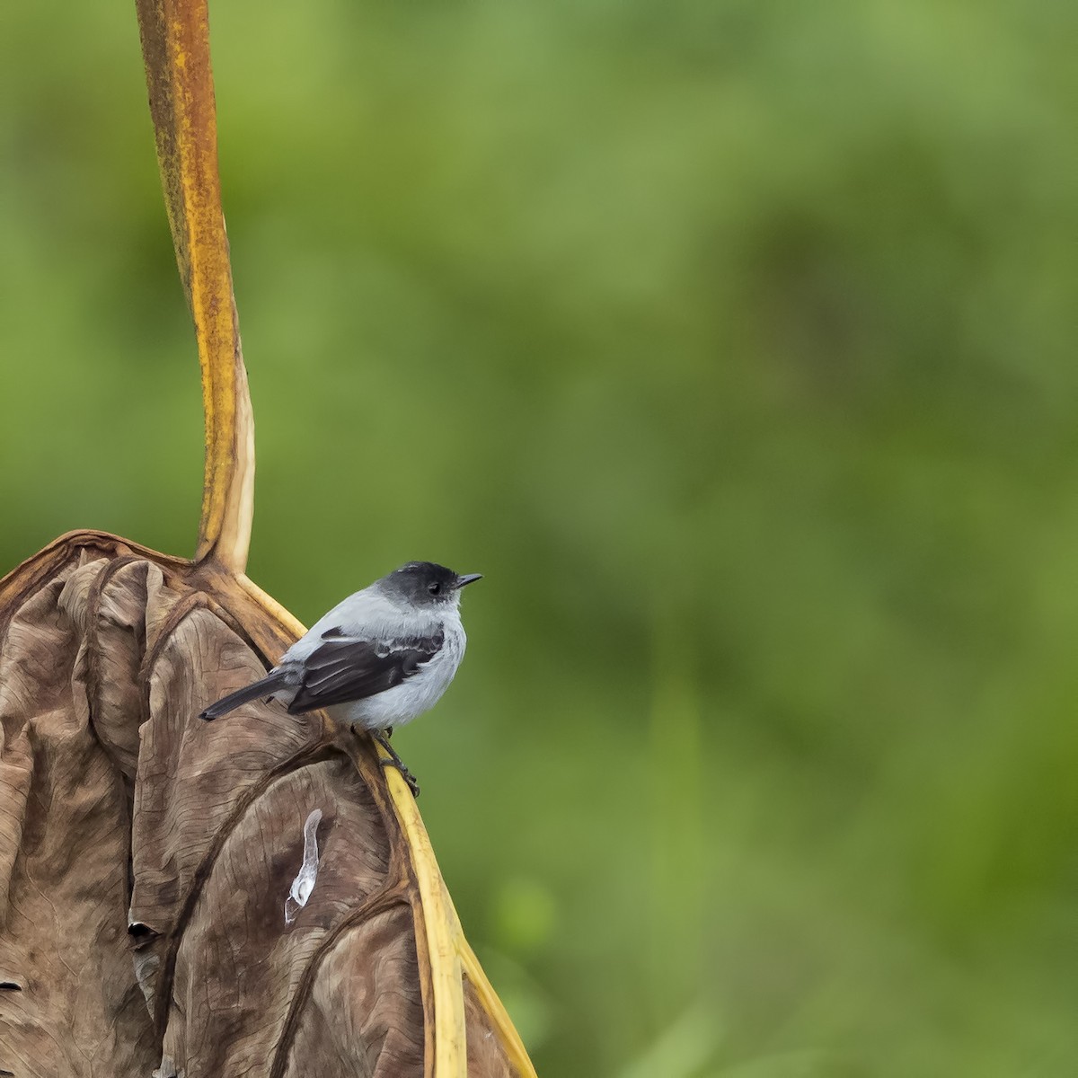 Torrent Tyrannulet - Peter Hawrylyshyn