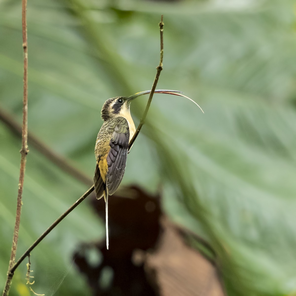 Tawny-bellied Hermit - ML69868081