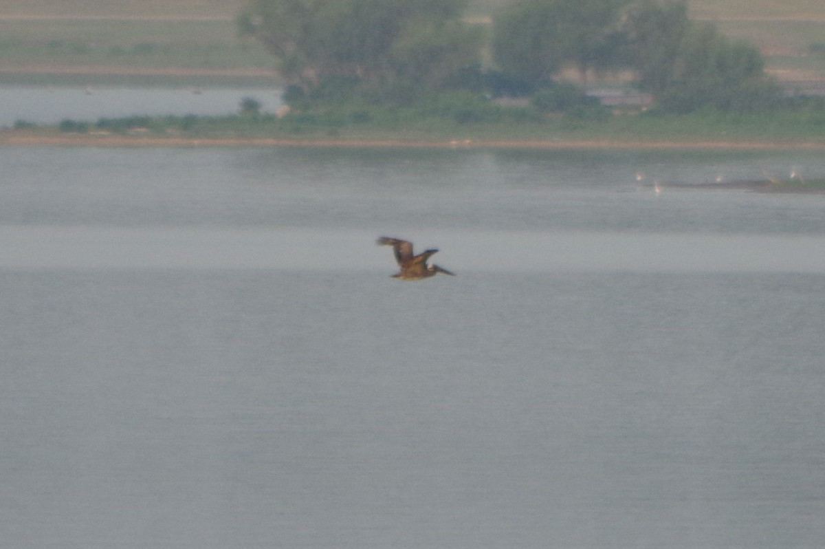 Brown Pelican - ML69869761